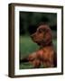 Irish / Red Setter Puppy Lying on Grass-Adriano Bacchella-Framed Photographic Print