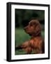 Irish / Red Setter Puppy Lying on Grass-Adriano Bacchella-Framed Photographic Print