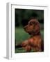 Irish / Red Setter Puppy Lying on Grass-Adriano Bacchella-Framed Photographic Print