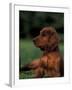 Irish / Red Setter Puppy Lying on Grass-Adriano Bacchella-Framed Photographic Print