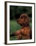 Irish / Red Setter Puppy Lying on Grass-Adriano Bacchella-Framed Photographic Print