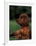 Irish / Red Setter Puppy Lying on Grass-Adriano Bacchella-Framed Photographic Print