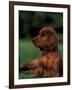 Irish / Red Setter Puppy Lying on Grass-Adriano Bacchella-Framed Photographic Print