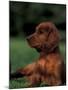 Irish / Red Setter Puppy Lying on Grass-Adriano Bacchella-Mounted Photographic Print