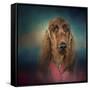 Irish Setter after a Swim-Jai Johnson-Framed Stretched Canvas