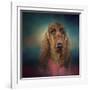 Irish Setter after a Swim-Jai Johnson-Framed Giclee Print