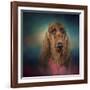 Irish Setter after a Swim-Jai Johnson-Framed Giclee Print