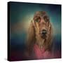 Irish Setter after a Swim-Jai Johnson-Stretched Canvas