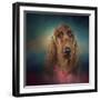 Irish Setter after a Swim-Jai Johnson-Framed Giclee Print