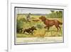 Irish Setter and a Basset Hound in the Hunting Field-null-Framed Art Print