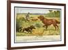 Irish Setter and a Basset Hound in the Hunting Field-null-Framed Art Print