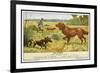 Irish Setter and a Basset Hound in the Hunting Field-null-Framed Art Print