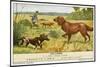 Irish Setter and a Basset Hound in the Hunting Field-null-Mounted Art Print