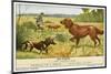 Irish Setter and a Basset Hound in the Hunting Field-null-Mounted Art Print