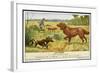 Irish Setter and a Basset Hound in the Hunting Field-null-Framed Art Print