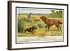 Irish Setter and a Basset Hound in the Hunting Field-null-Framed Art Print