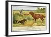 Irish Setter and a Basset Hound in the Hunting Field-null-Framed Art Print