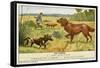 Irish Setter and a Basset Hound in the Hunting Field-null-Framed Stretched Canvas