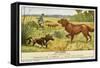 Irish Setter and a Basset Hound in the Hunting Field-null-Framed Stretched Canvas