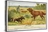 Irish Setter and a Basset Hound in the Hunting Field-null-Stretched Canvas