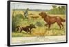 Irish Setter and a Basset Hound in the Hunting Field-null-Framed Stretched Canvas