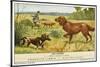 Irish Setter and a Basset Hound in the Hunting Field-null-Stretched Canvas