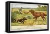 Irish Setter and a Basset Hound in the Hunting Field-null-Framed Stretched Canvas