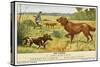 Irish Setter and a Basset Hound in the Hunting Field-null-Stretched Canvas