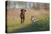 Irish Setter and Boston Terrier Running-null-Stretched Canvas