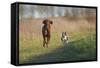 Irish Setter and Boston Terrier Running-null-Framed Stretched Canvas