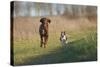 Irish Setter and Boston Terrier Running-null-Stretched Canvas