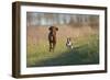 Irish Setter and Boston Terrier Running-null-Framed Photographic Print