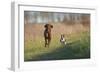 Irish Setter and Boston Terrier Running-null-Framed Photographic Print