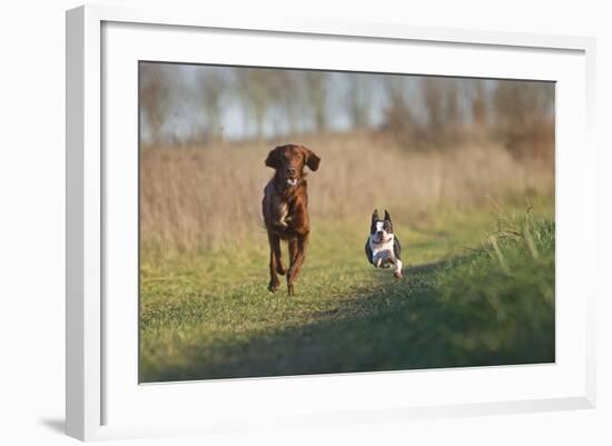 Irish Setter and Boston Terrier Running-null-Framed Photographic Print