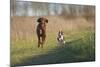 Irish Setter and Boston Terrier Running-null-Mounted Photographic Print