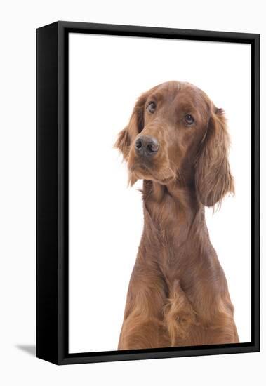 Irish Setter in Studio-null-Framed Stretched Canvas