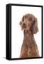 Irish Setter in Studio-null-Framed Stretched Canvas