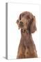 Irish Setter in Studio-null-Stretched Canvas