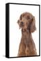 Irish Setter in Studio-null-Framed Stretched Canvas