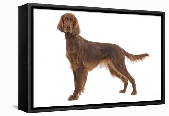 Irish Setter in Studio-null-Framed Stretched Canvas
