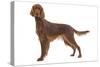 Irish Setter in Studio-null-Stretched Canvas