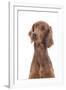 Irish Setter in Studio-null-Framed Photographic Print