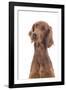 Irish Setter in Studio-null-Framed Photographic Print