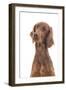 Irish Setter in Studio-null-Framed Photographic Print