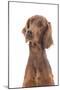 Irish Setter in Studio-null-Mounted Photographic Print