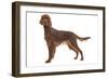 Irish Setter in Studio-null-Framed Photographic Print