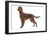 Irish Setter in Studio-null-Framed Photographic Print