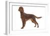 Irish Setter in Studio-null-Framed Photographic Print