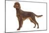 Irish Setter in Studio-null-Mounted Photographic Print