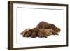 Irish Setter Mother and Puppies-null-Framed Photographic Print